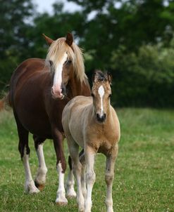 1Z5F9687 Welsh Cob Mare and Foal, Brynseion Stud, UK