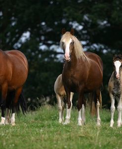1Z5F9627 Welsh Pony Mares and Foals, Brynseion Stud, UK