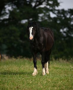 1Z5F9631 Welsh Cob Stallion, Brynseion Stud, UK