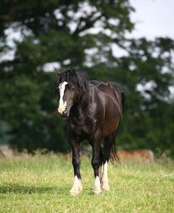 1Z5F9634 Welsh Cob Stallion, Brynseion Stud, UK