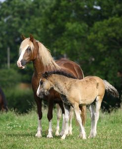 1Z5F9636 Welsh Cob Mare and Foal, Brynseion Stud, UK