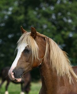 1Z5F9721 Welsh Cob Mare, Brynseion Stud, UK