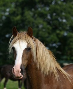 1Z5F9726 Welsh Cob Mare, Brynseion Stud, UK