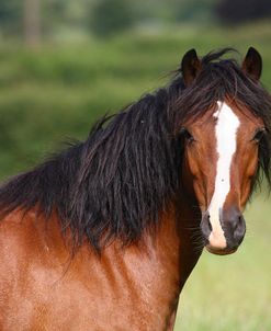 1Z5F9735 Welsh Cob Mare, Brynseion Stud, UK