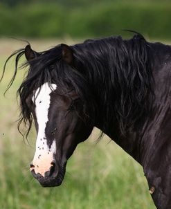 1Z5F9738 Welsh Cob Stallion, Brynseion Stud, UK