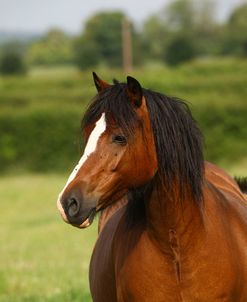 1Z5F9744 Welsh Cob Mare, Brynseion Stud, UK