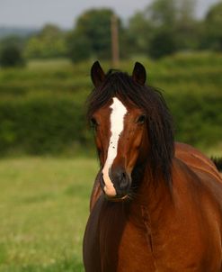 1Z5F9746 Welsh Cob Mare, Brynseion Stud, UK