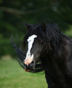 1Z5F9692 Welsh Cob Stallion, Brynseion Stud, UK