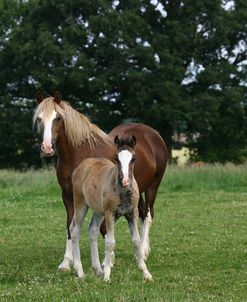 1Z5F9698 Welsh Cob Mare and Foal, Brynseion Stud, UK