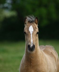 1Z5F9714 Welsh Cob Foal, Brynseion Stud, UK
