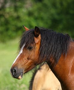 1Z5F9785 Welsh Cob Mare, Brynseion Stud, UK