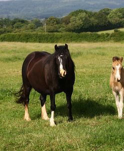 1Z5F9790 Welsh Cob Mare and Foal, Brynseion Stud, UK