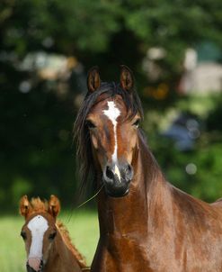 1Z5F9794 Welsh Cob Mare and Foal, Brynseion Stud, UK