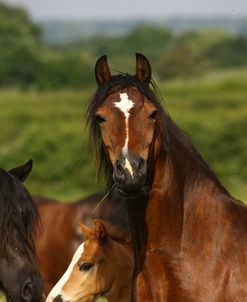 1Z5F9803 Welsh Cob Mare and Foal, Brynseion Stud, UK