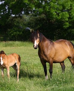 1Z5F9814 Welsh Cob Mare and Foal, Brynseion Stud, UK