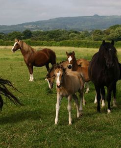 1Z5F9815 Welsh Cob Mares and Foals, Brynseion Stud, UK