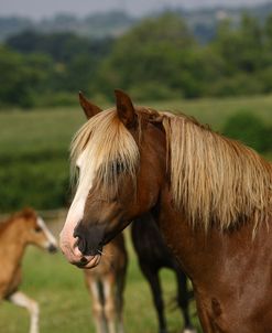 1Z5F9747 Welsh Cob Mare, Brynseion Stud, UK