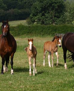 1Z5F9762 Welsh Cob Mares and Foals, Brynseion Stud, UK