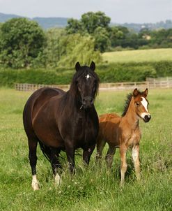 1Z5F9776 Welsh Cob Mare and Foal, Brynseion Stud, UK