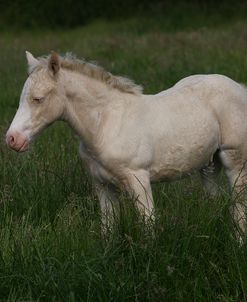 1Z5F9853 Welsh Cob Foal, Brynseion Stud, UK