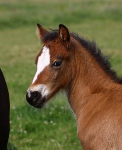 1Z5F9862 Welsh Cob Foal, Brynseion Stud, UK