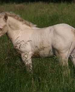 1Z5F9876 Welsh Cob Foal, Brynseion Stud, UK