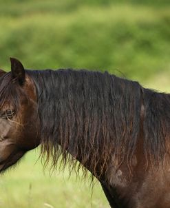 1Z5F9879 Welsh Cob Mare, Brynseion Stud, UK