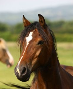 1Z5F9883 Welsh Cob Mare, Brynseion Stud, UK