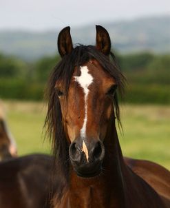 1Z5F9894 Welsh Cob Mare, Brynseion Stud, UK