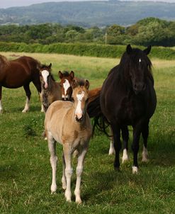 1Z5F9818 Welsh Cob Mares and Foals, Brynseion Stud, UK