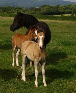 1Z5F9837 Welsh Cob Mare and Foals, Brynseion Stud, UK