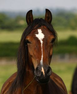 1Z5F9838 Welsh Cob Mare, Brynseion Stud, UK