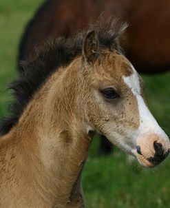 1Z5F9848 Welsh Cob Foal, Brynseion Stud, UK