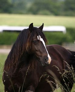 1Z5F9928 Welsh Cob Mare, Brynseion Stud, UK