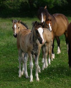 1Z5F9939 Welsh CobMa and Foals,Brynseion Stud, UK
