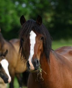 1Z5F9941 Welsh CobMare, Brynseion Stud, UK