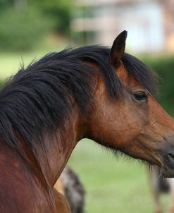 1Z5F9964 Welsh Cob Mare, Brynseion Stud, UK