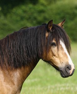 1Z5F9969 Welsh Cob Mare ,Brynseion Stud, UK