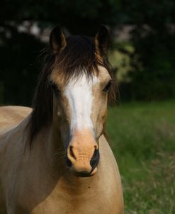 1Z5F9896 Welsh Cob Mare, Brynseion Stud, UK