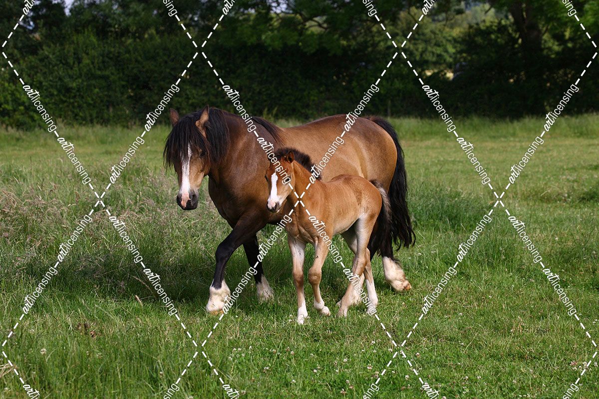1Z5F9906 Welsh Cob Mare and Foal, BrynseionStud, UK