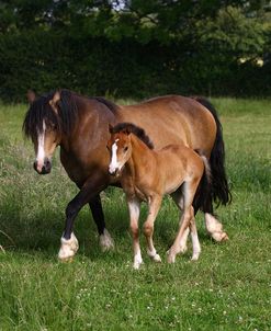 1Z5F9906 Welsh Cob Mare and Foal, BrynseionStud, UK