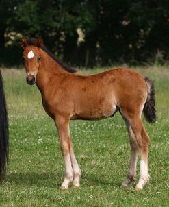 1Z5F9925 Welsh Cob Foal, Brynseion Stud, UK