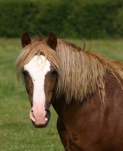 1Z5F9983 Welsh Cob Mare, Brynseion Stud, UK