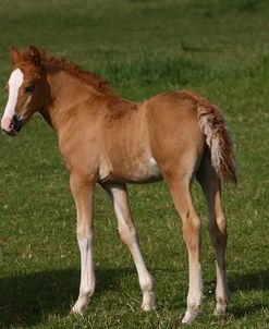 1Z5F9994 Welsh Cob Foal, Brynseion Stud, UK