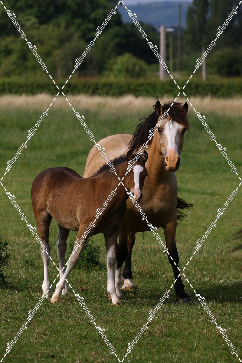 1Z5F9999 Welsh Cob Mare and Foal, Brynseion Stud, UK