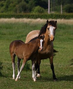 1Z5F9999 Welsh Cob Mare and Foal, Brynseion Stud, UK
