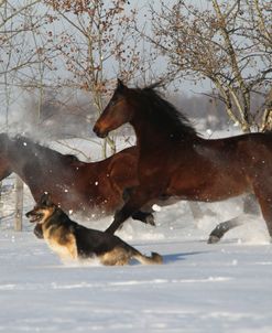 AG8A4342 Morgans and German Shepherd Dog, Dawnville Farms In The Snow, AB