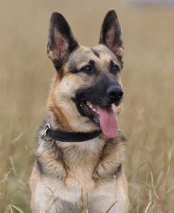 A21C5949 Shepherd – German