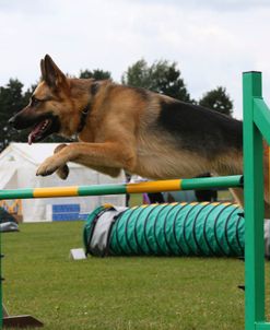 AY3V2663 Dog Agility