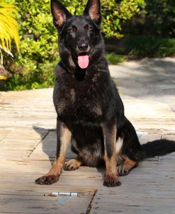 CQ2R0358 Shepherd – German